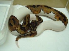08 pied male