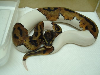 08 pied male