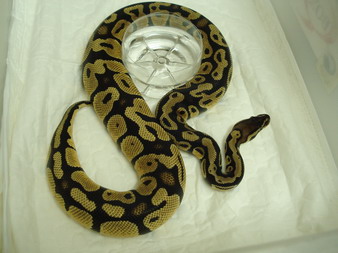 07 pastel male