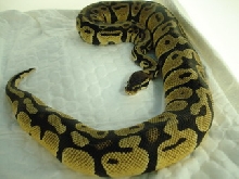 pastel male1