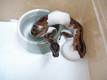 08 pied male1