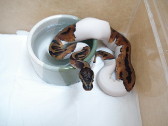 08 pied male1