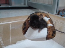 pied feeding