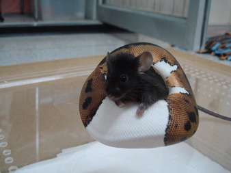 pied feeding
