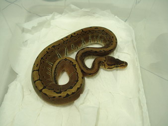 08 male pin1