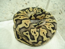 super pastel female