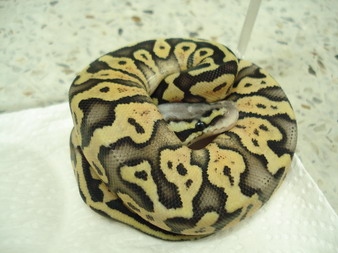 super pastel female