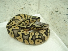 super pastel female1