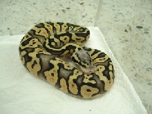 super pastel female2