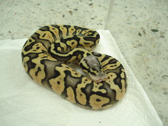 super pastel female2