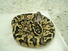 super pastel female3