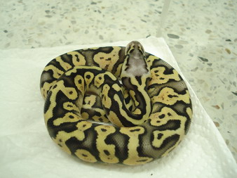 super pastel female3