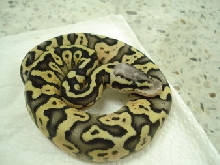 super pastel female4