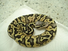 super pastel female5