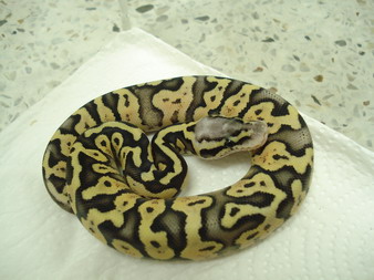 super pastel female5