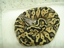 super pastel female6