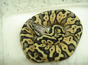 super pastel female6