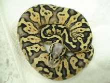 super pastel female7