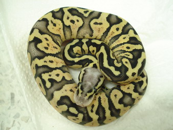 super pastel female7