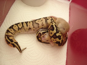super feeding