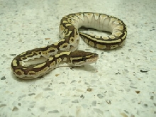 female lesser1