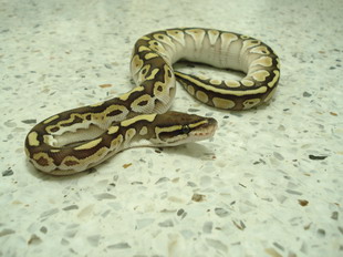 female lesser1