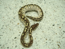 female lesser4