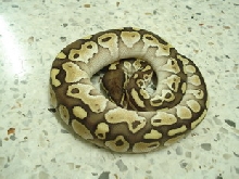female lesser6