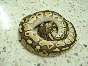 female lesser6