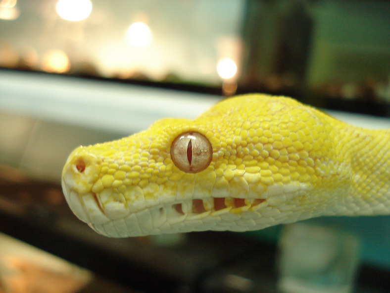 albino gtp