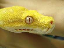 albino gtp1