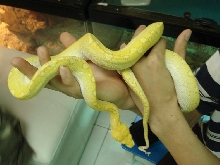 albino gtp2