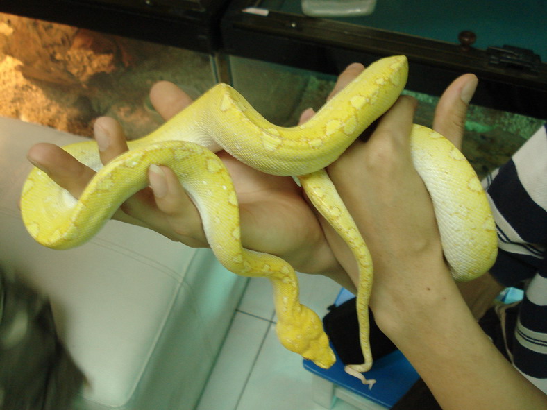 albino gtp2