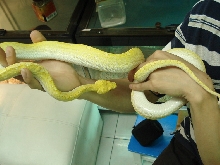 albino gtp3