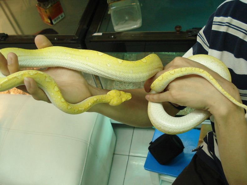 albino gtp3