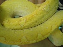 albino gtp4