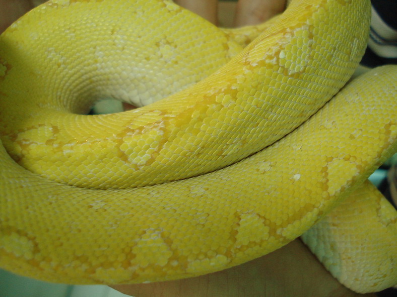 albino gtp4