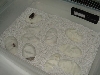 incubator