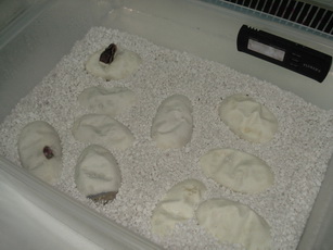 incubator