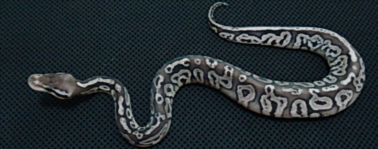 pewter