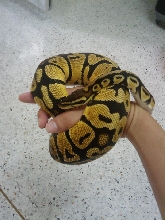 pastel male