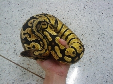 pastel male1