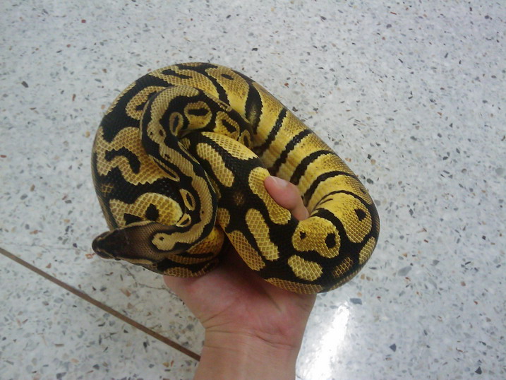 pastel male1