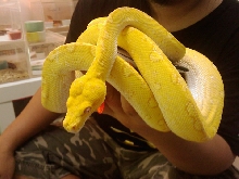 albino gtp5