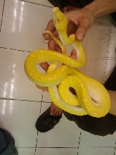 albino gtp9