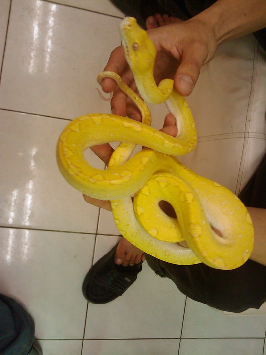 albino gtp9