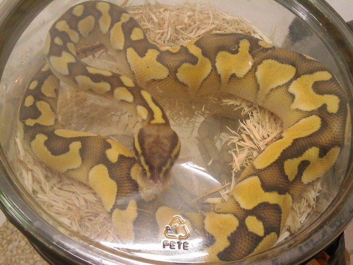 butter pastel
