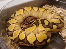 butter pastel2