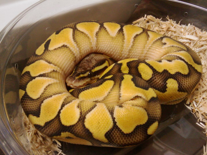 butter pastel2