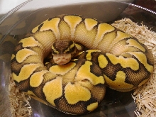 butter pastel3